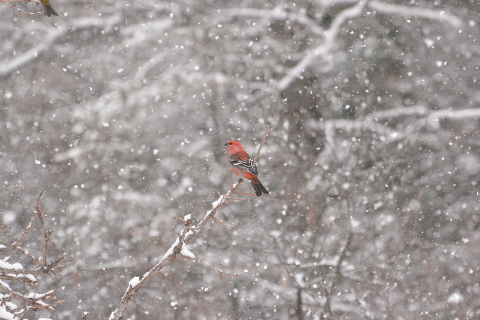 A cardinal sitting on snowy branches