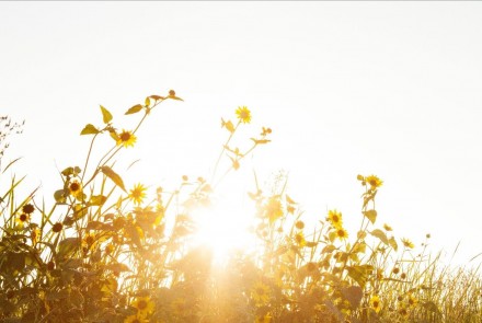 Sunburst through flowers: photo